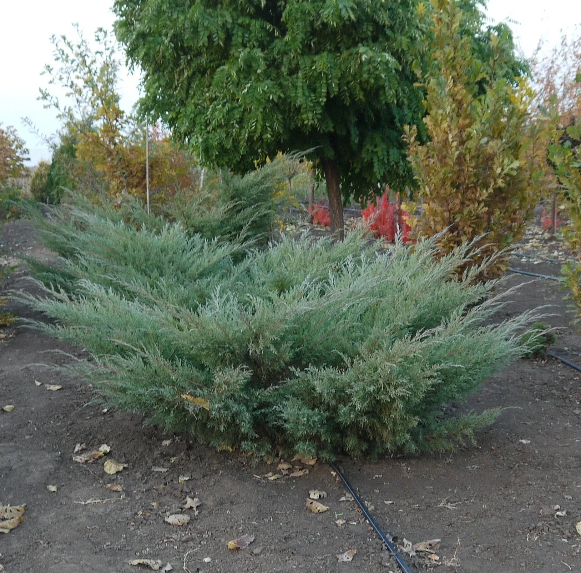 Можжевельник Пфитцериана Глаука (Juniperus × pfitzeriana 'Pfitzeriana Glauca') — взрослое растение