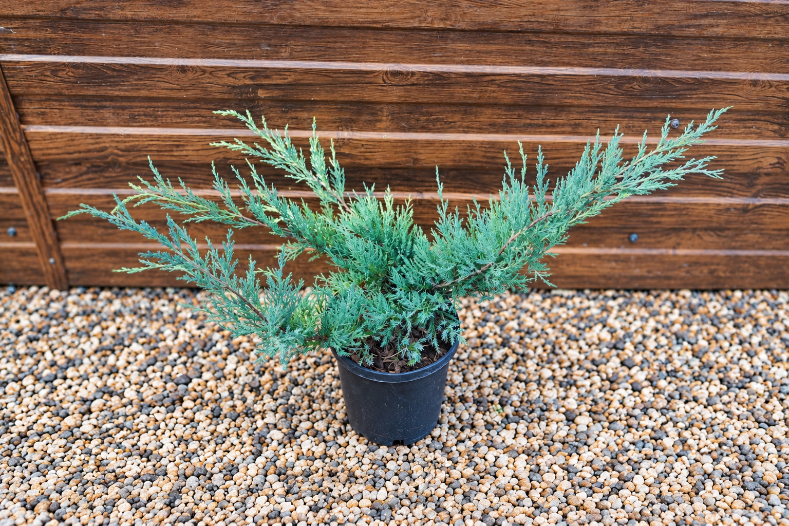 Можжевельник Пфитцериана Глаука (Juniperus × pfitzeriana 'Pfitzeriana Glauca') — саженец