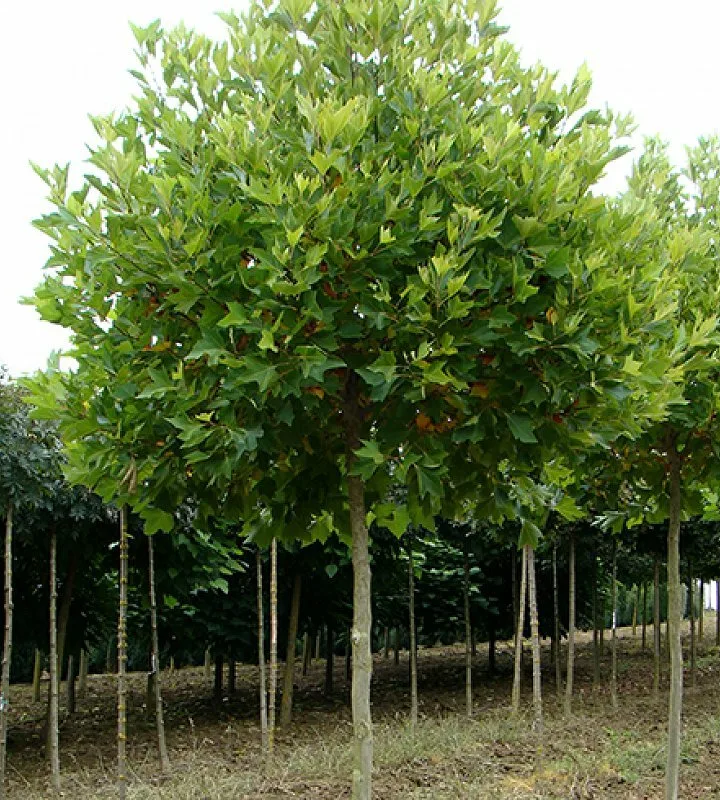 Платан кленолистный (Platanus) — взрослое растение