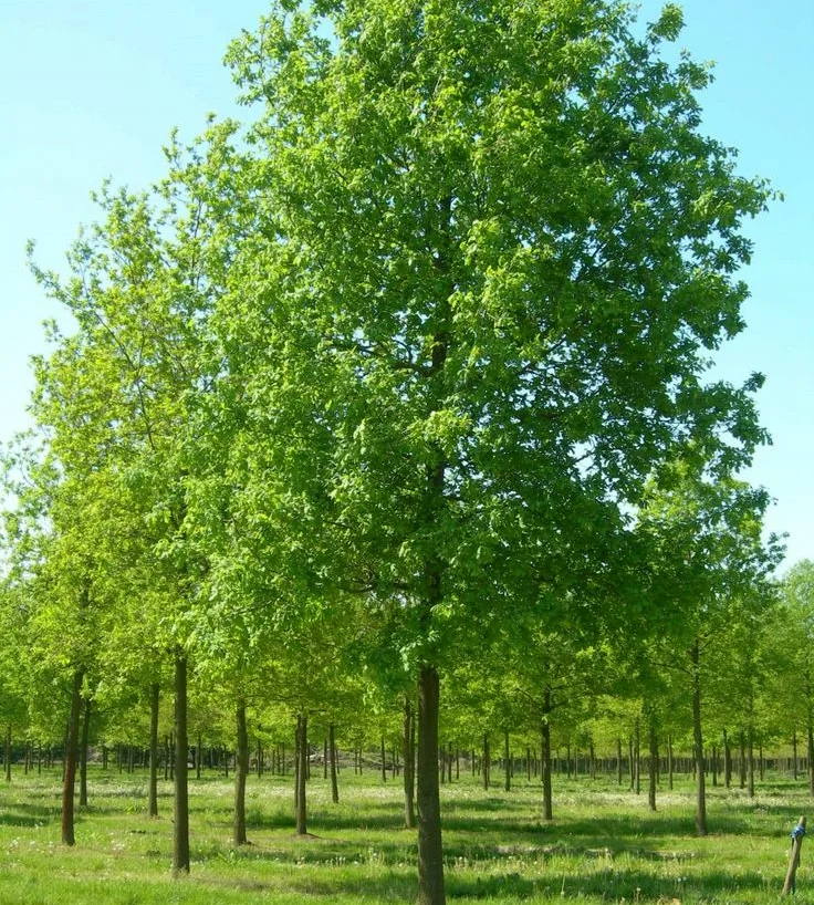 Дуб черешчатый (Quercus robur) — взрослое растение