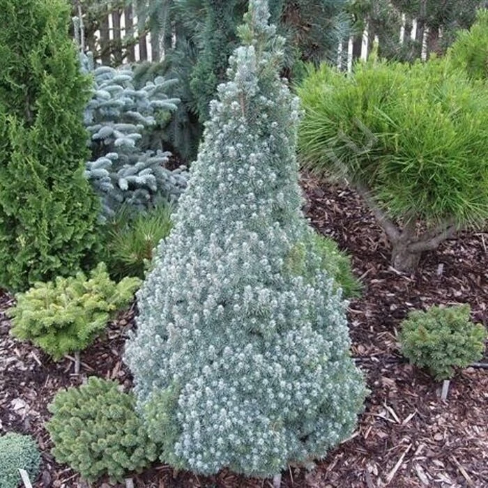 Ель канадская «Сандерс Блю» (Picea glauca Sanders Blue) — взрослое растение