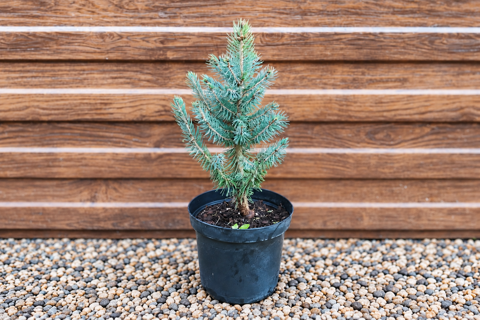 Ель колючая «Супер Блю Сидлинг» (Super Blue Seedling) — саженец