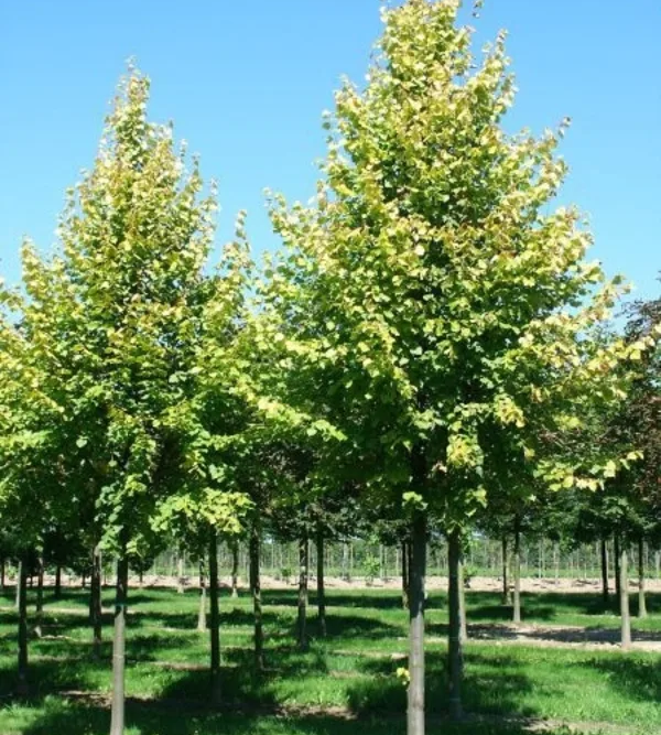 Липа (Tilia) — взрослое растение