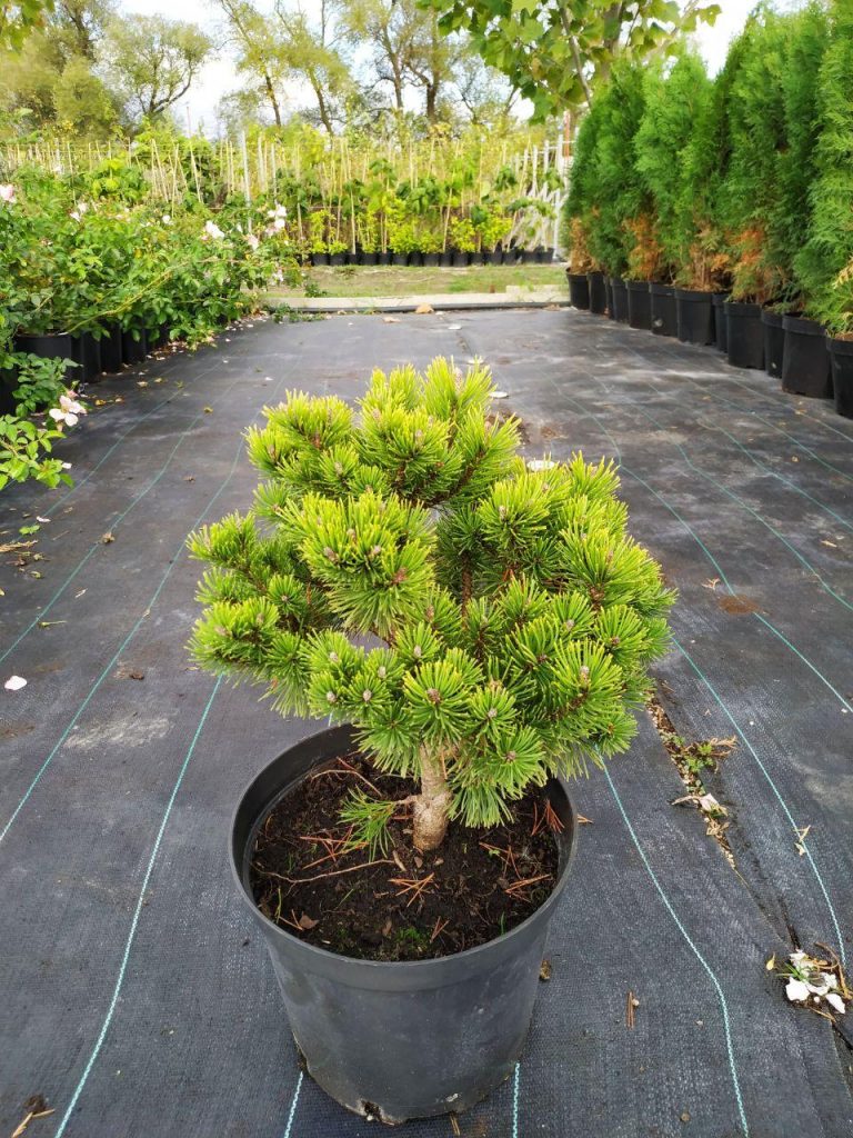 Сосна Офир (Pinus mugo Ophir)