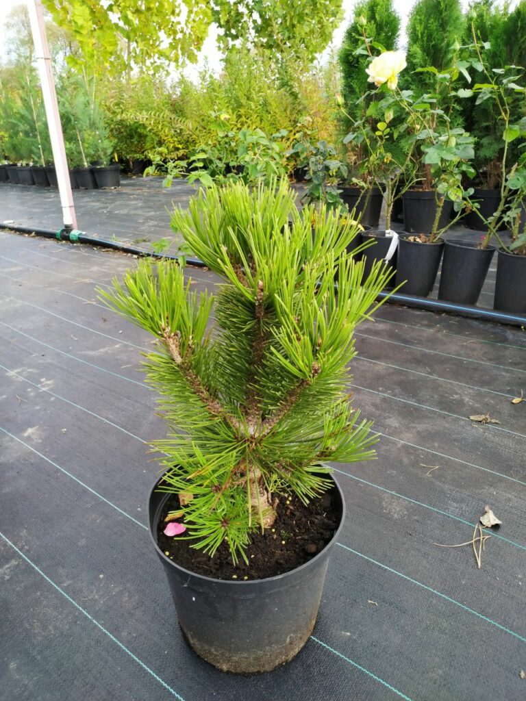 Сосна Мопс (Pinus mugo Mops)