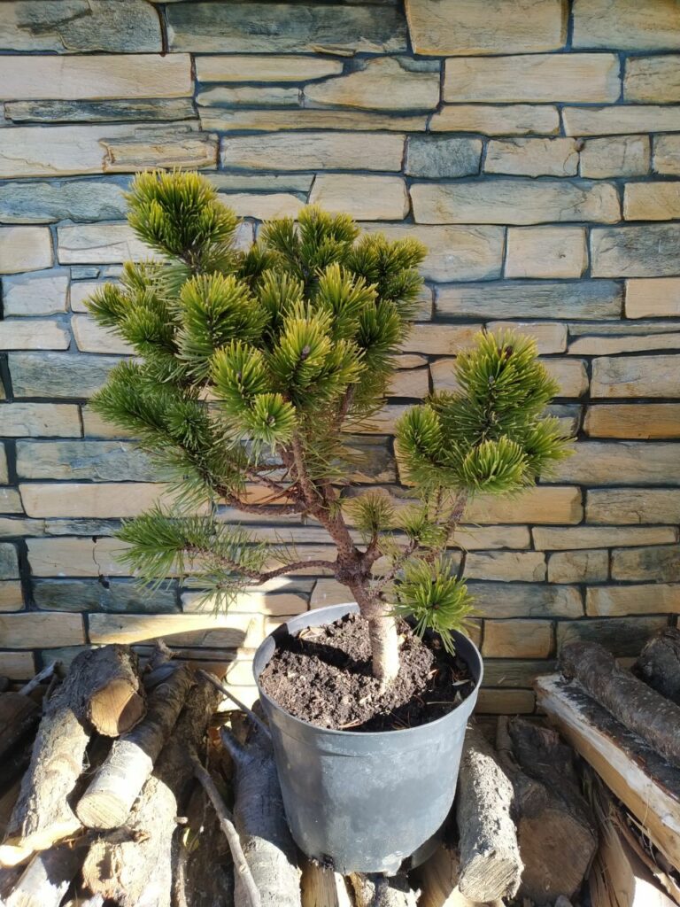 Сосна Винтер Голд (Pinus mugo Winter Gold)